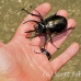 beetle_rhino_kbr_h_0085_sul0989.jpg
